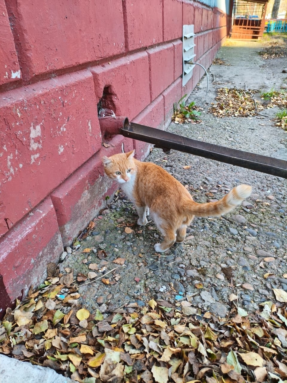 Найдена собака в Томске — фото объявления