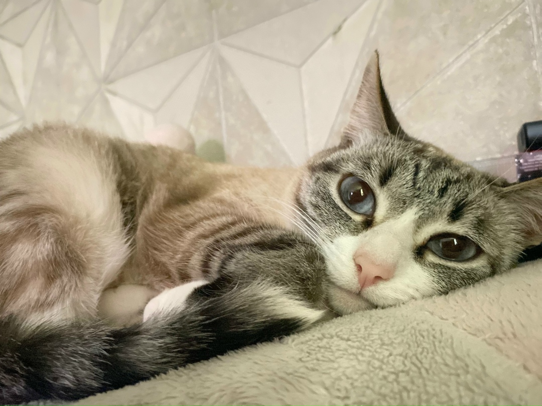 Найдена собака в Томске — фото объявления