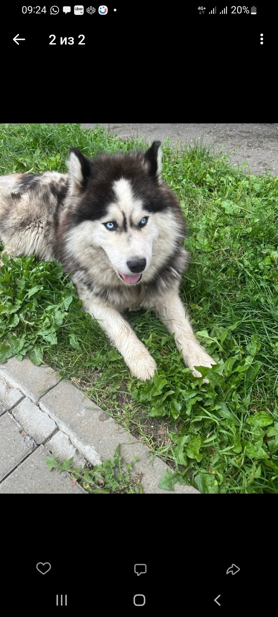 Найдена собака в Томске — фото объявления