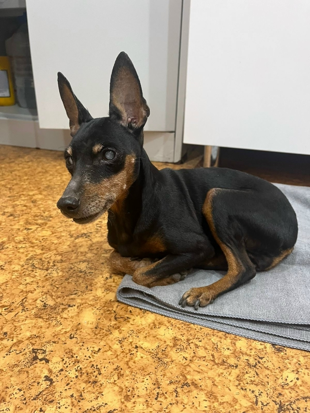 Найдена собака в Томске — фото объявления