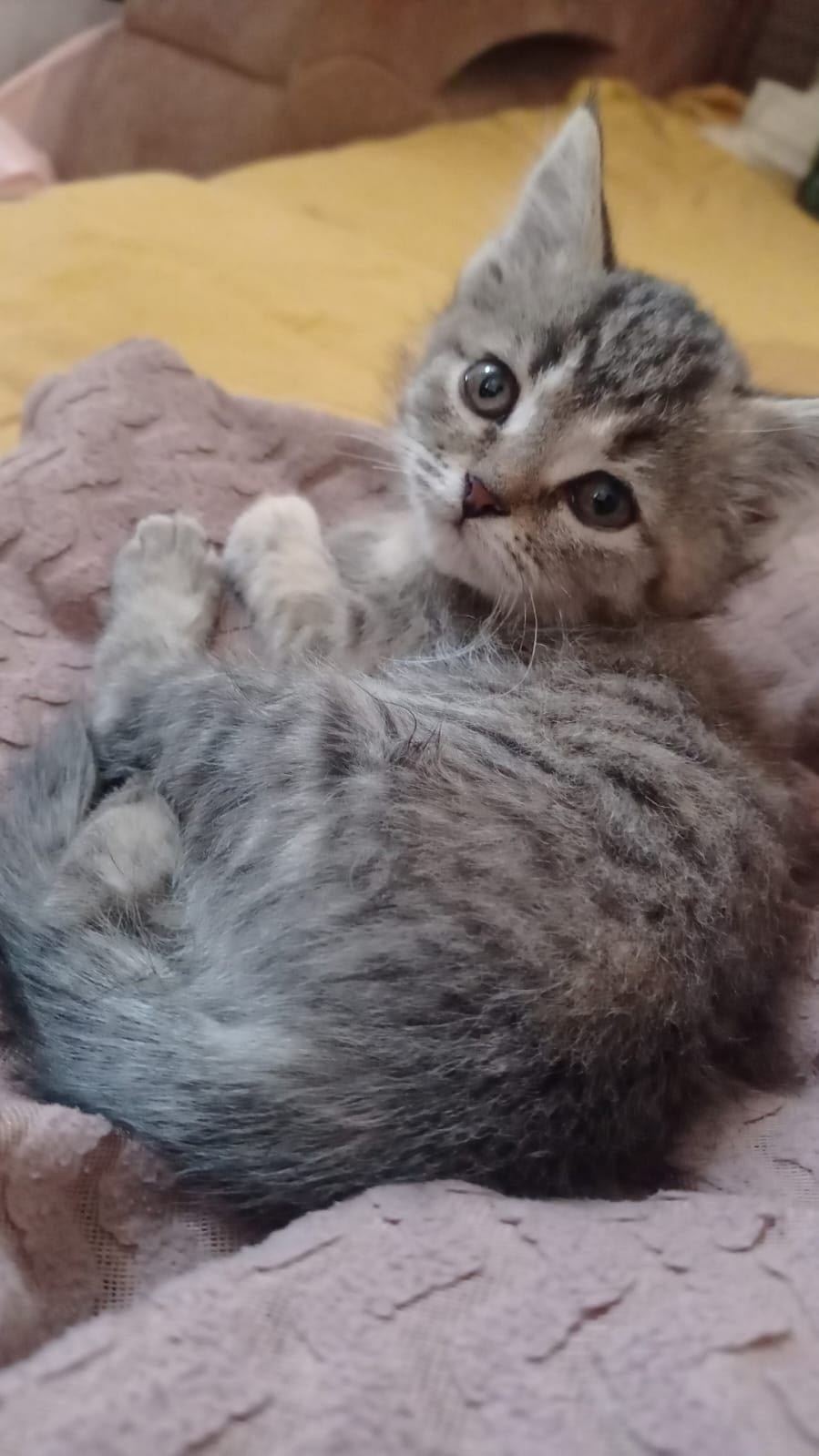 Найдена собака в Томске — фото объявления