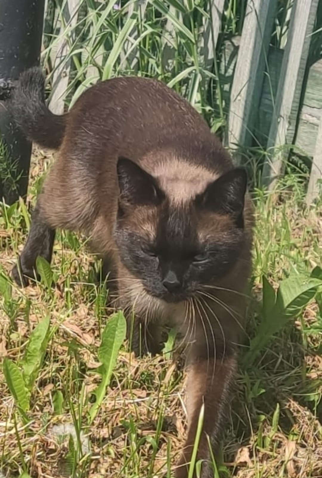 Найдена собака в Томске — фото объявления