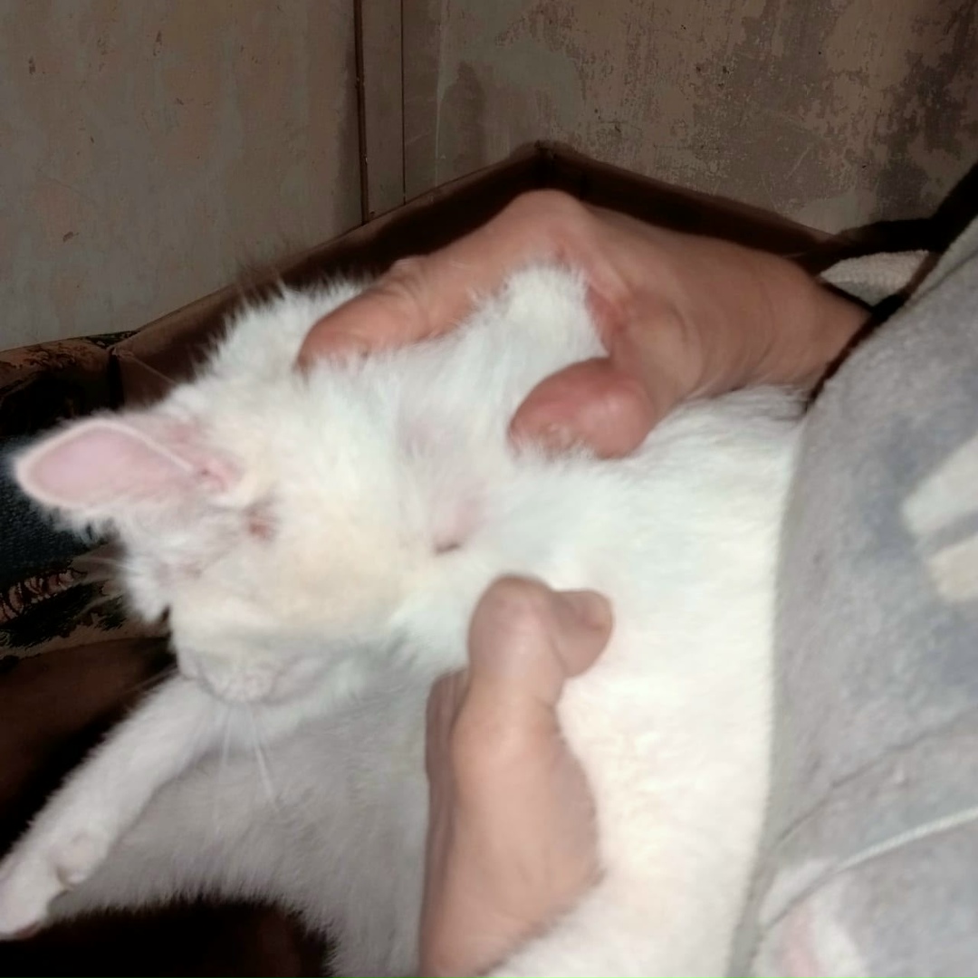 Найдена собака в Томске — фото объявления