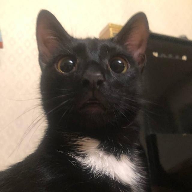 Найдена собака в Томске — фото объявления