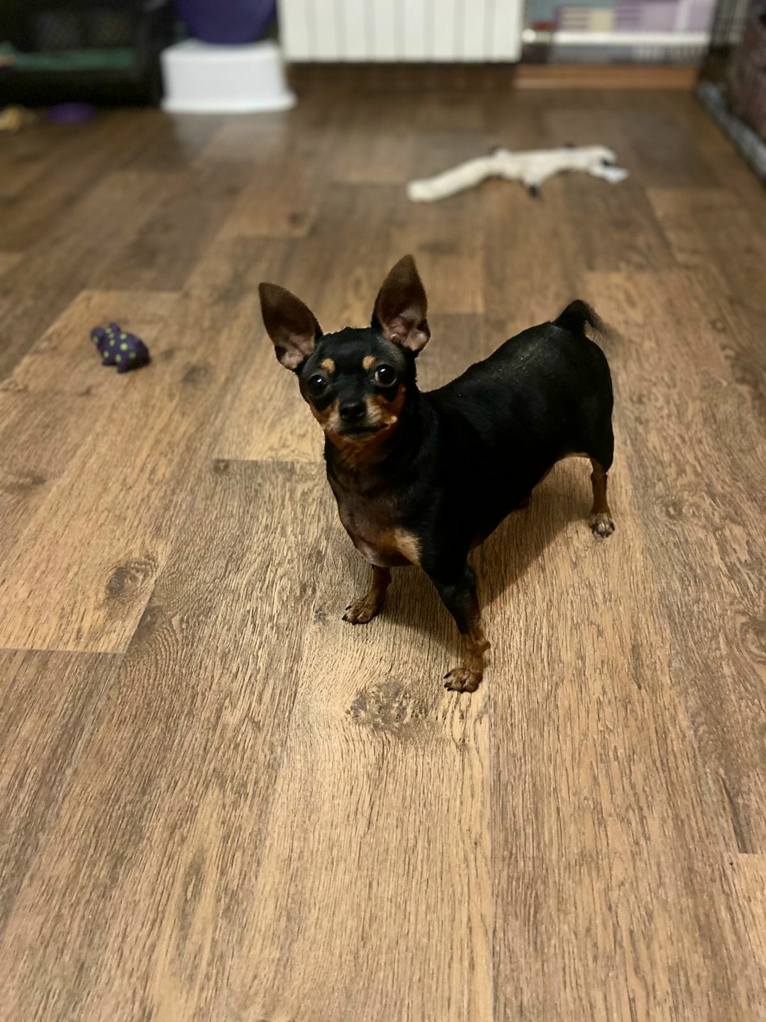 Найдена собака в Томске — фото объявления