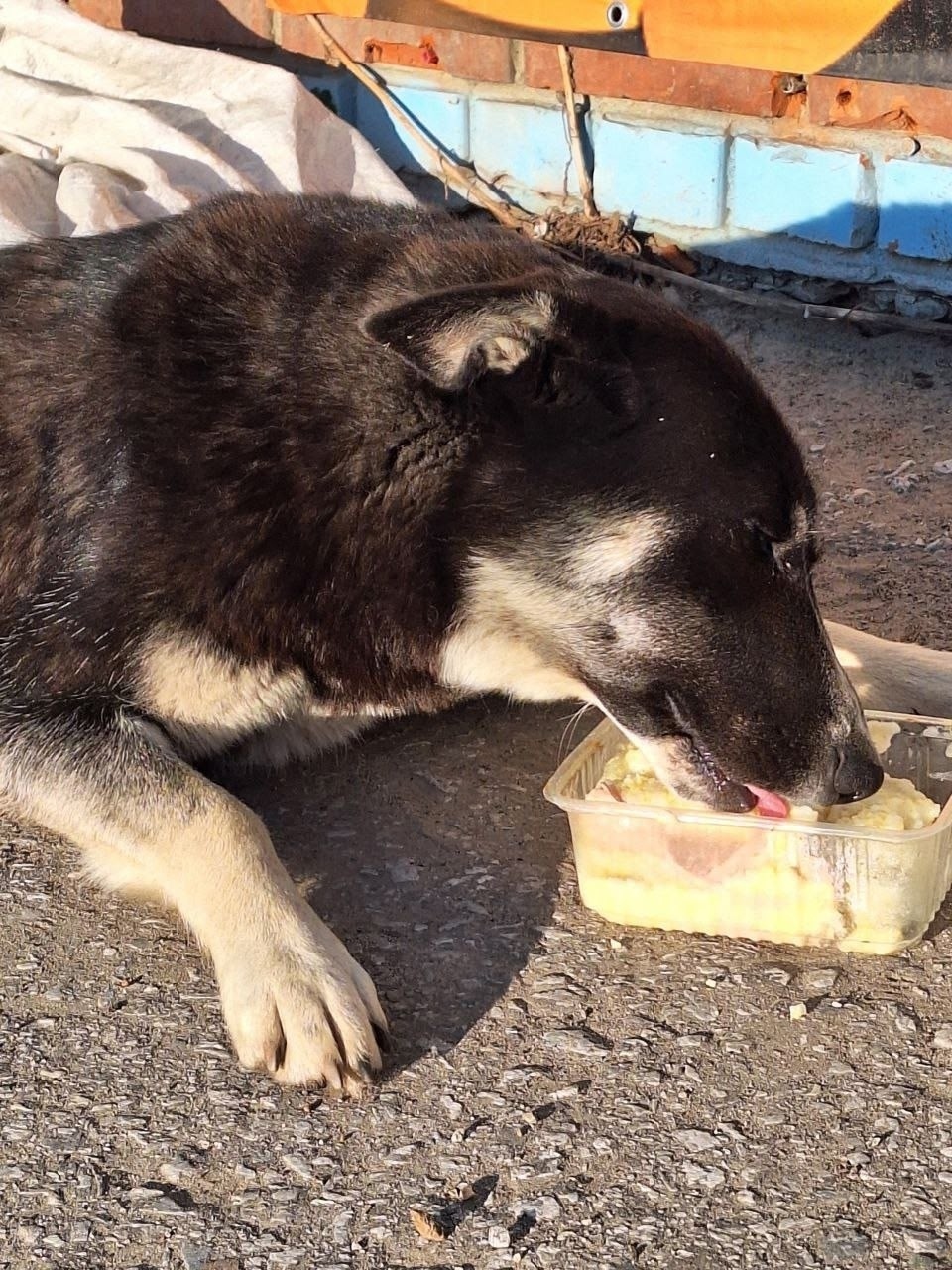 Найдена собака в Томске — фото объявления