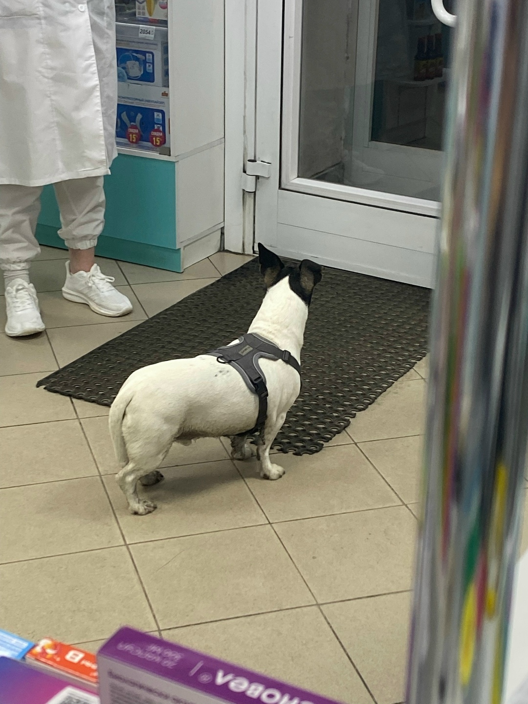 Найдена собака в Томске — фото объявления