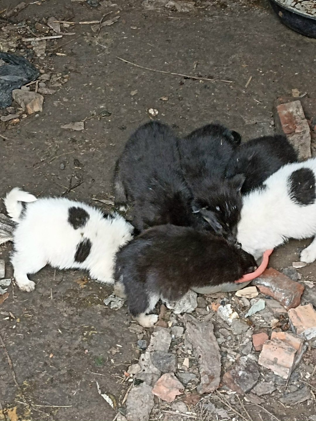 Найдена собака в Томске — фото объявления