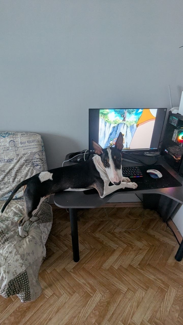 Найдена собака в Томске — фото объявления