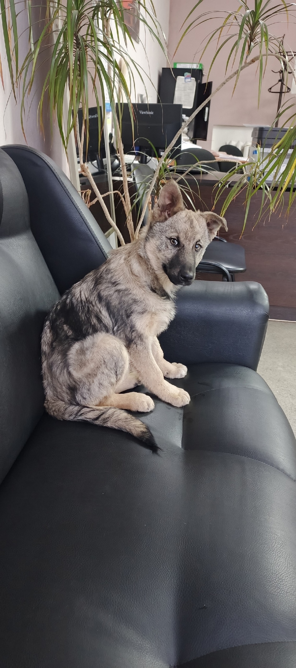 Найдена собака в Томске — фото объявления