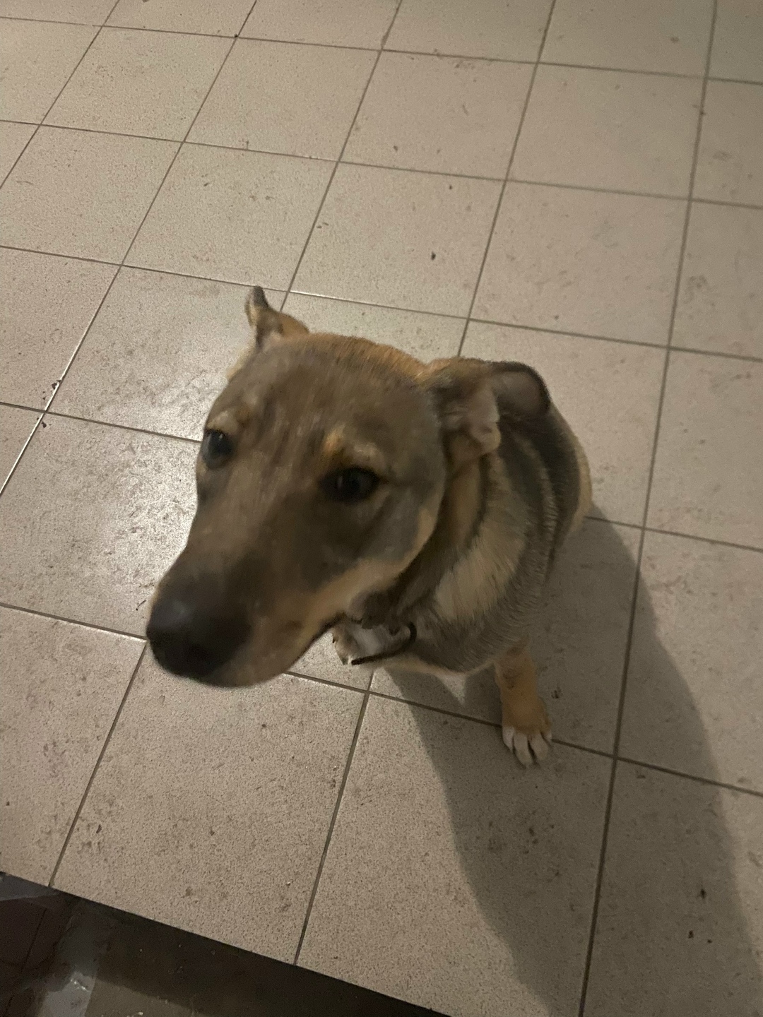 Найдена собака в Томске — фото объявления