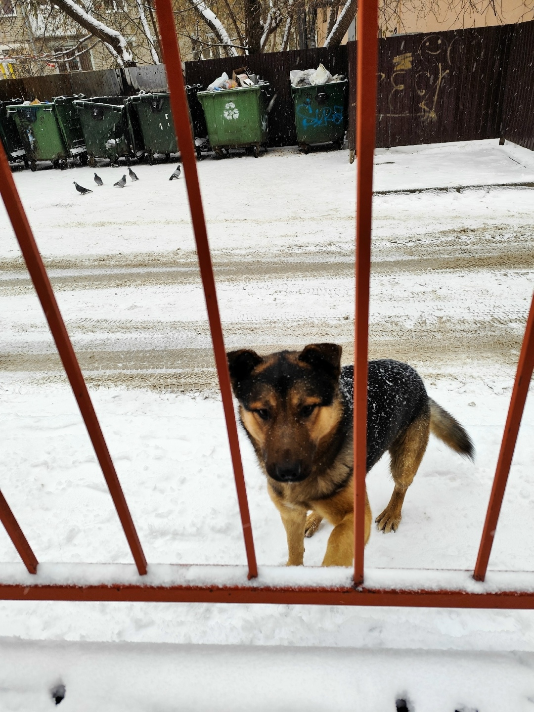 Найдена собака в Томске — фото объявления