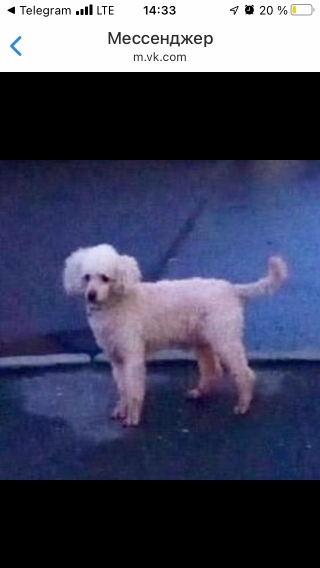 Пропала собака в Томске — фото объявления