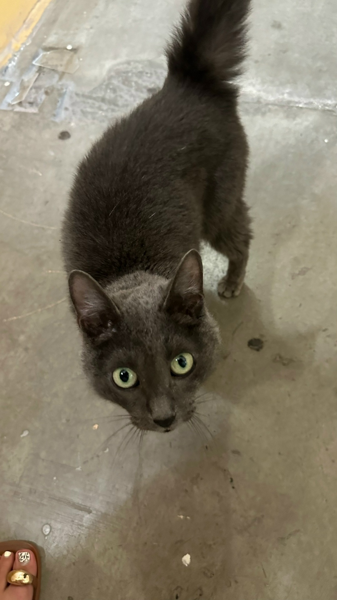 Найдена собака в Томске — фото объявления