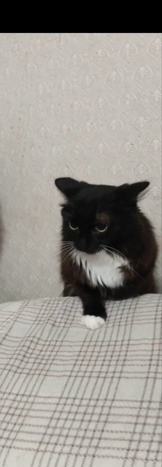 Найдена собака в Томске — фото объявления