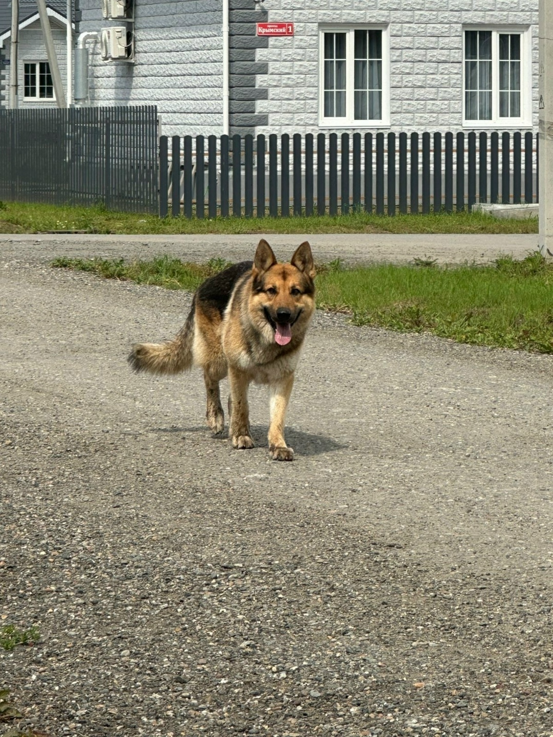 Найдена собака в Томске — фото объявления