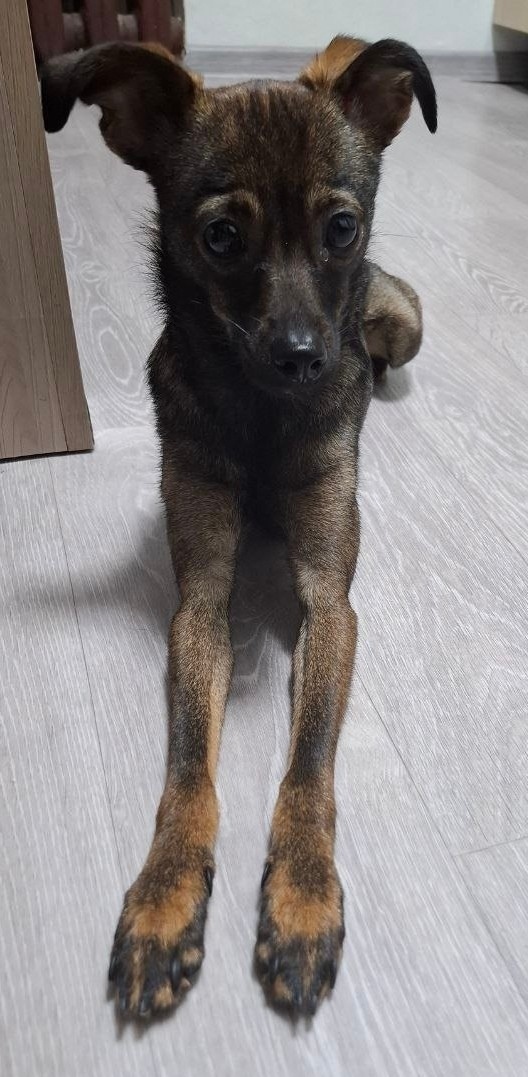 Пропала собака в Томске — фото объявления