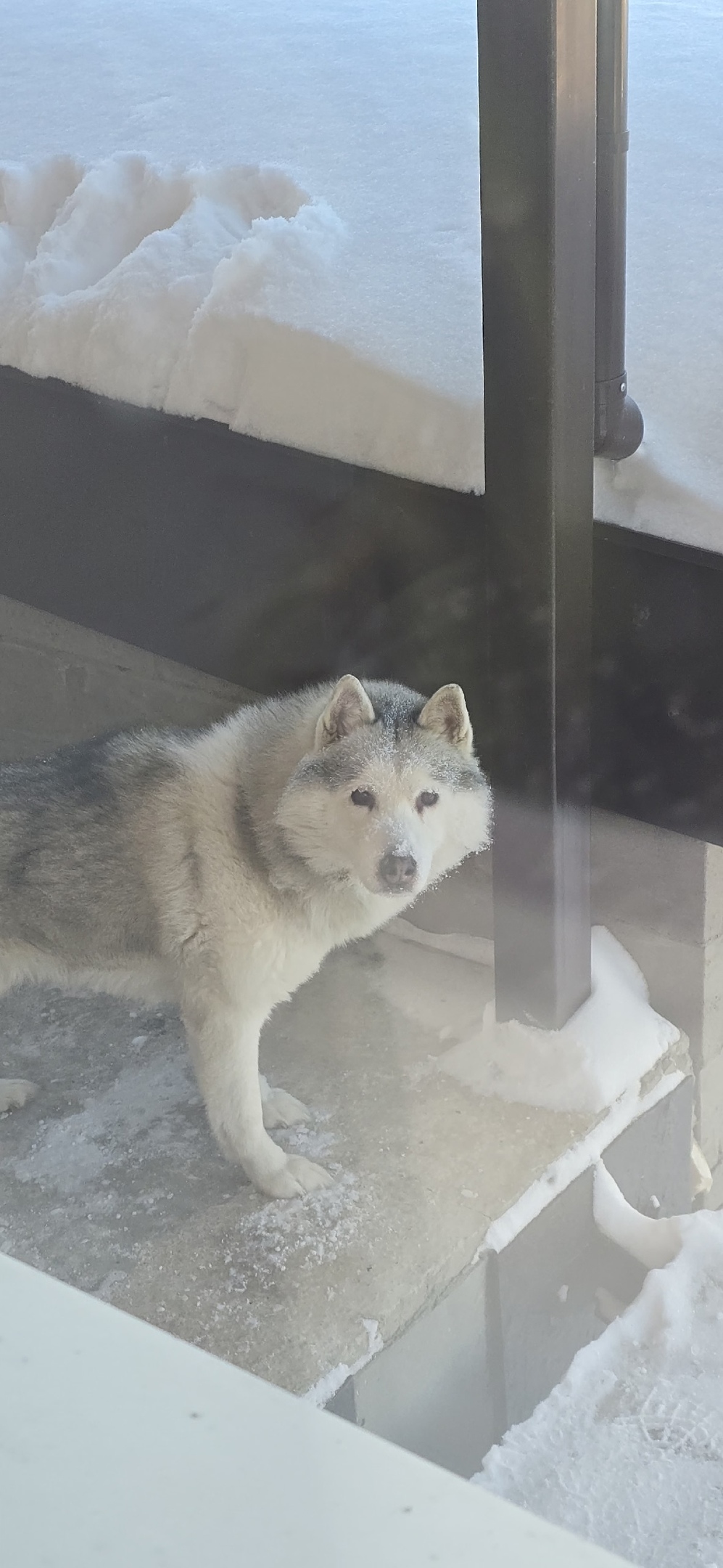 Найдена собака в Томске — фото объявления