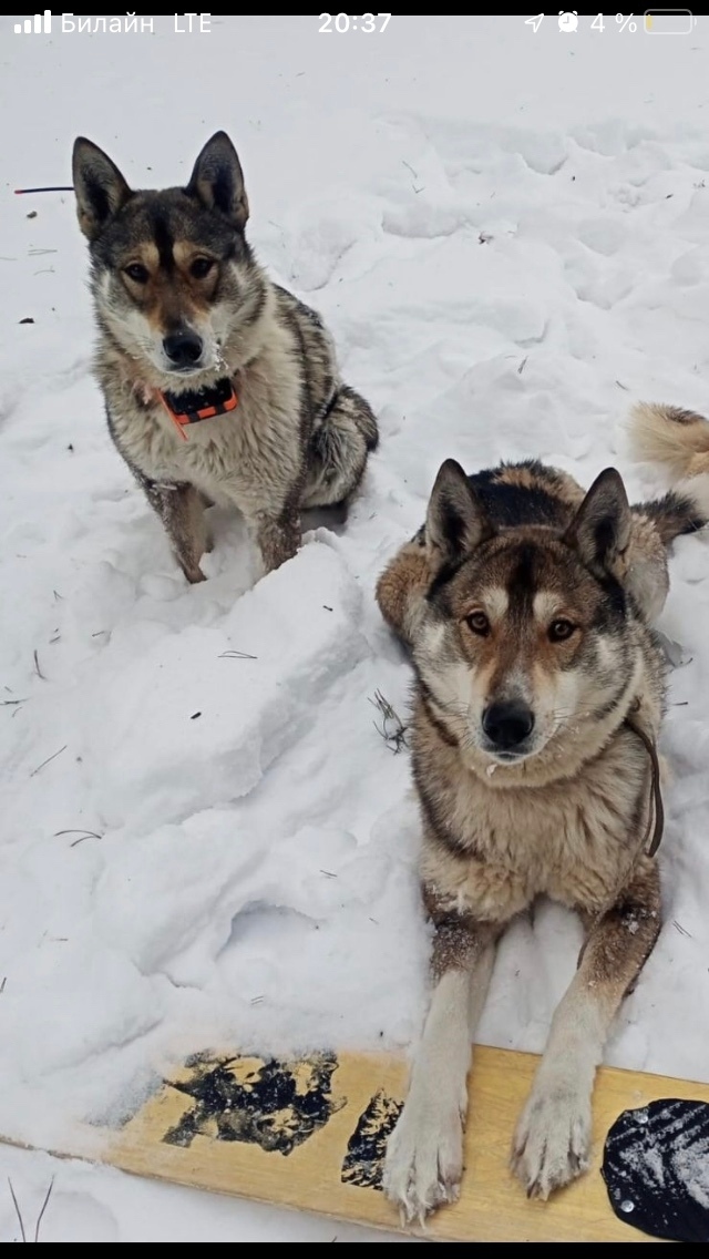 Пропала собака в Томске — фото объявления