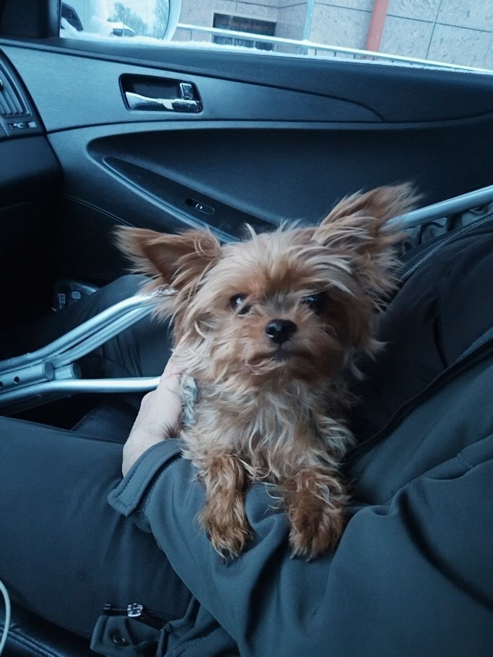 Найдена собака в Томске — фото объявления