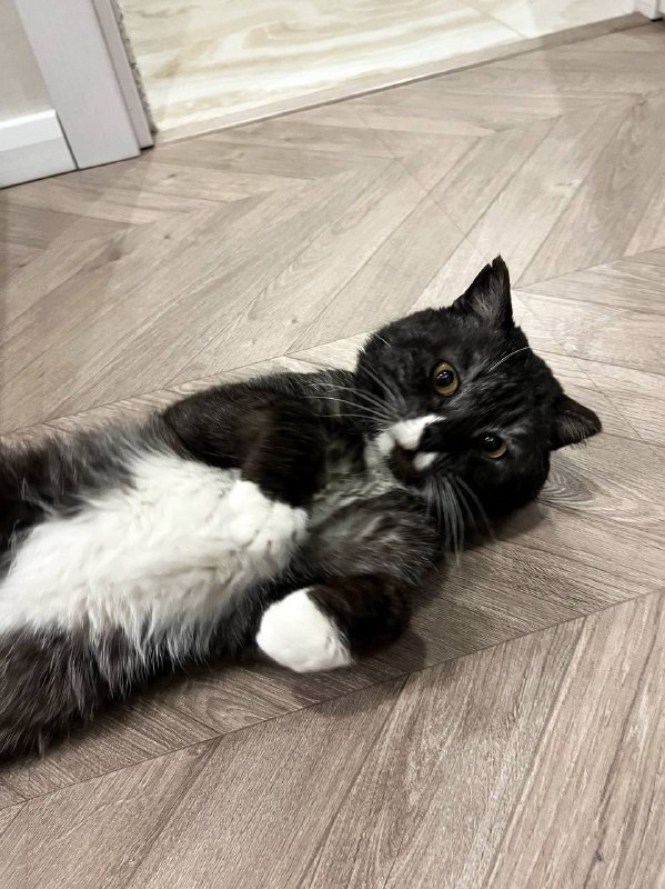 Найдена собака в Томске — фото объявления