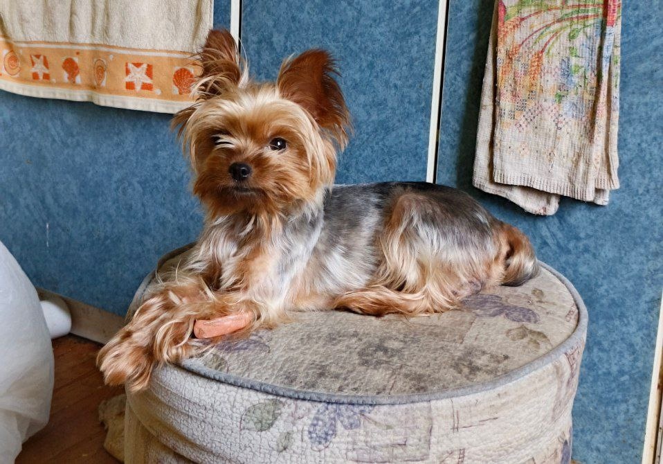 Найдена собака в Томске — фото объявления