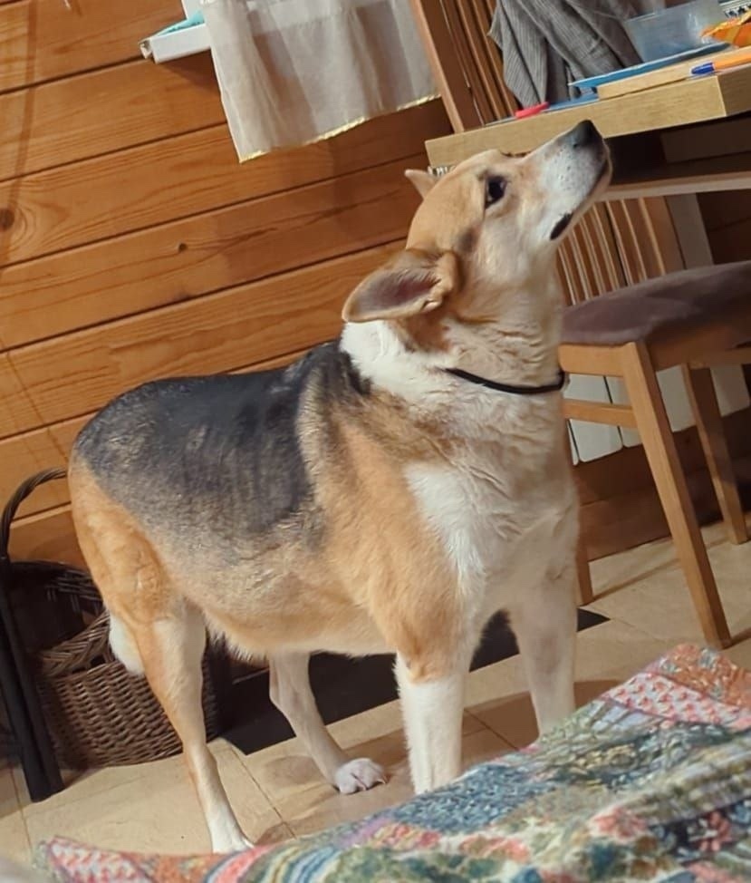 Пропала собака в Томске — фото объявления