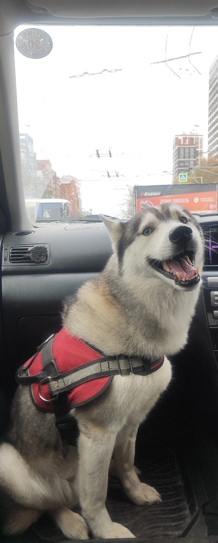 Пропала собака в Томске — фото объявления