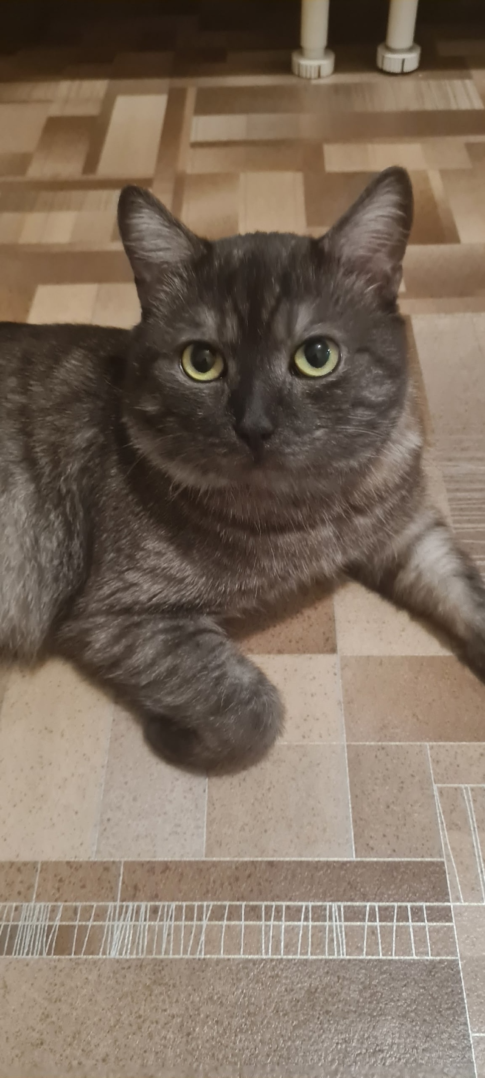 Найдена кошка в Томске — фото объявления