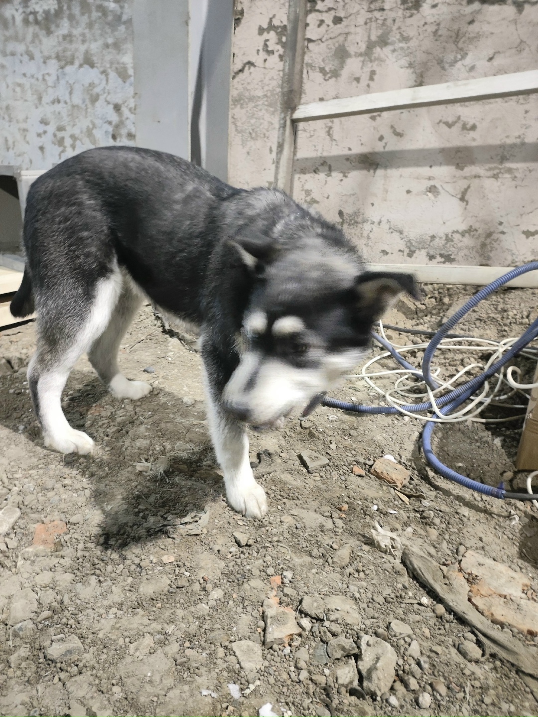 Найдена собака в Томске — фото объявления
