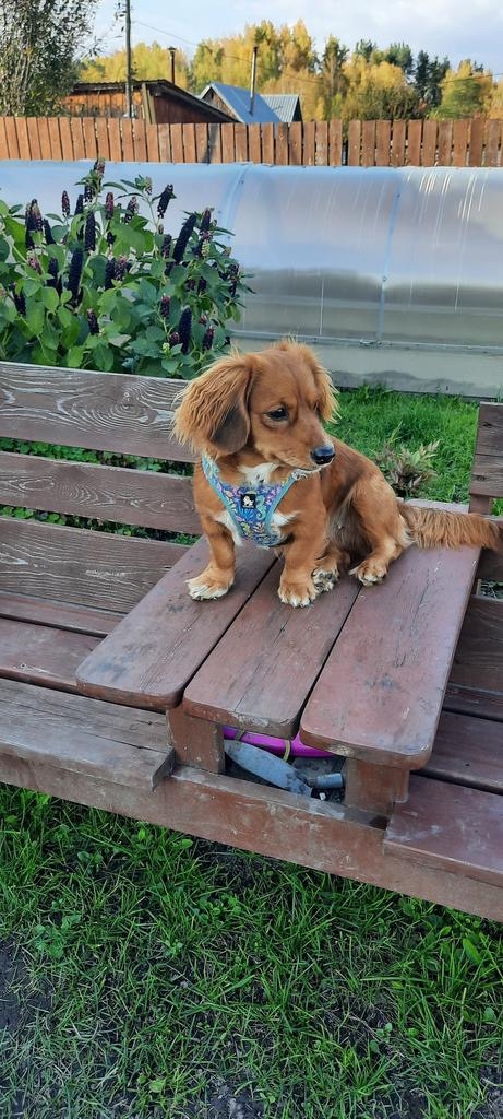 Пропала собака в Томске — фото объявления