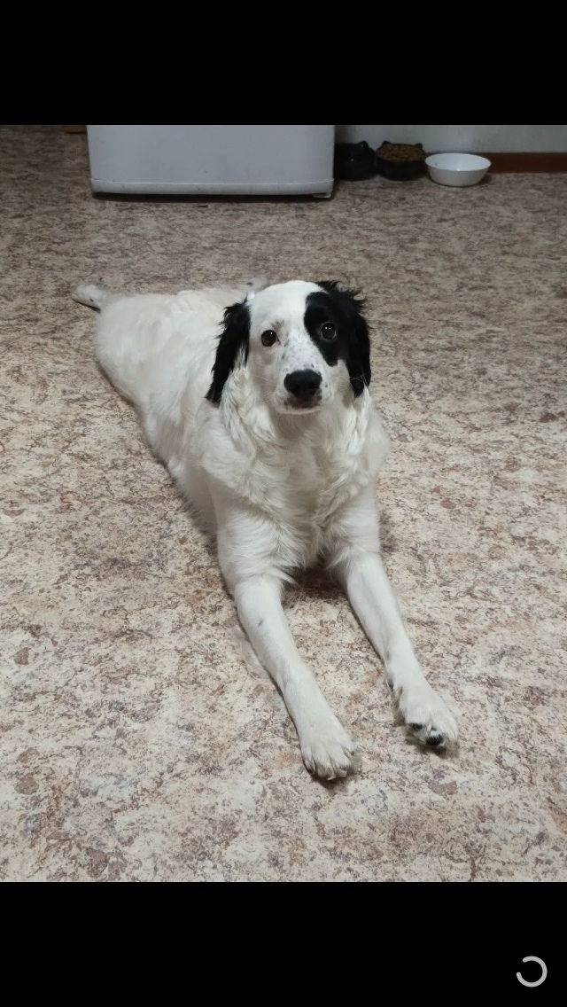 Пропала собака в Томске — фото объявления