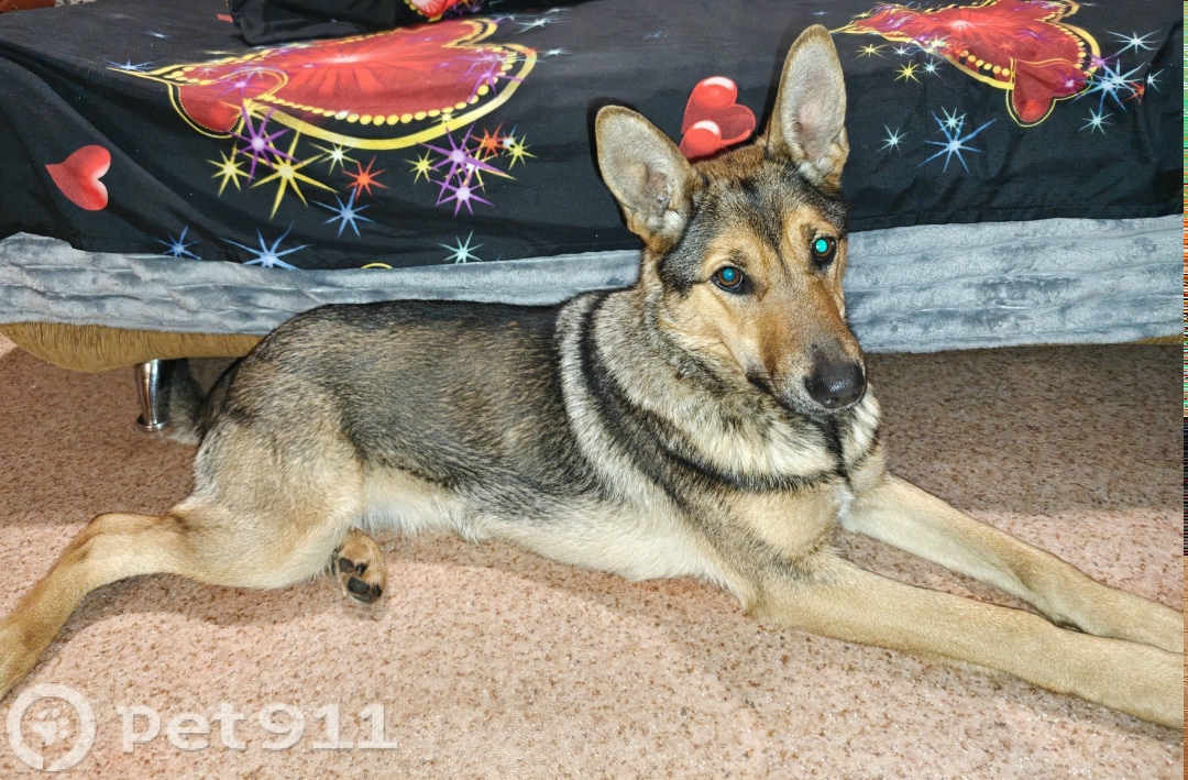 Найдена собака в Томске — фото объявления