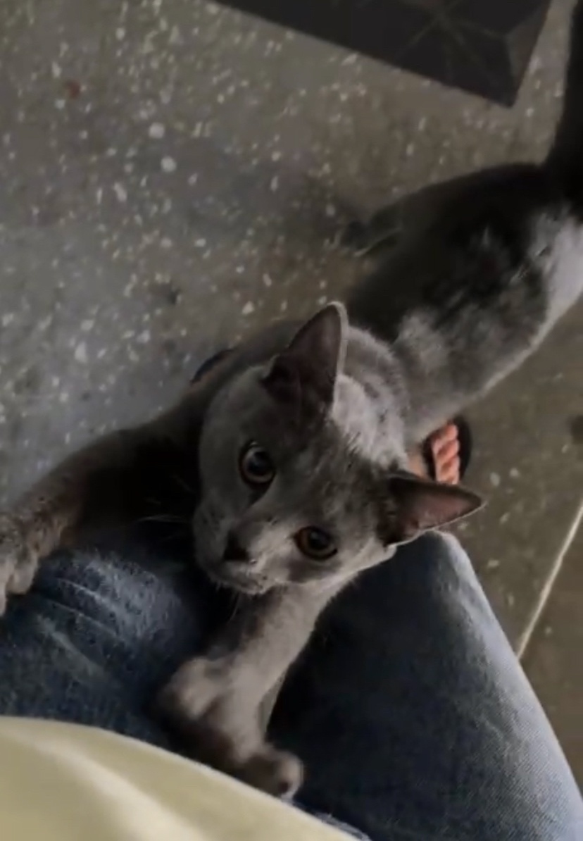 Найдена собака в Томске — фото объявления