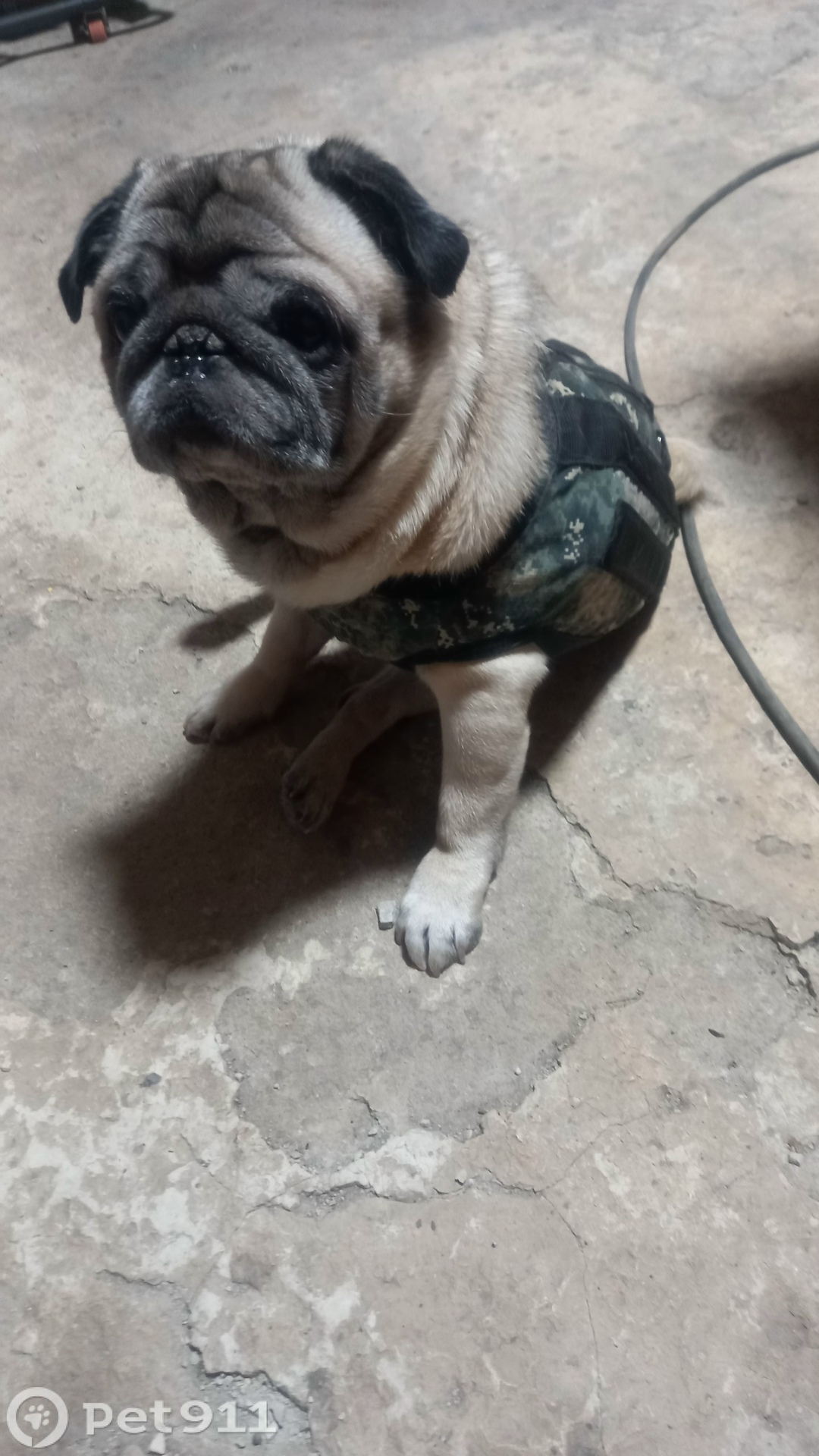 Найдена собака в Томске — фото объявления