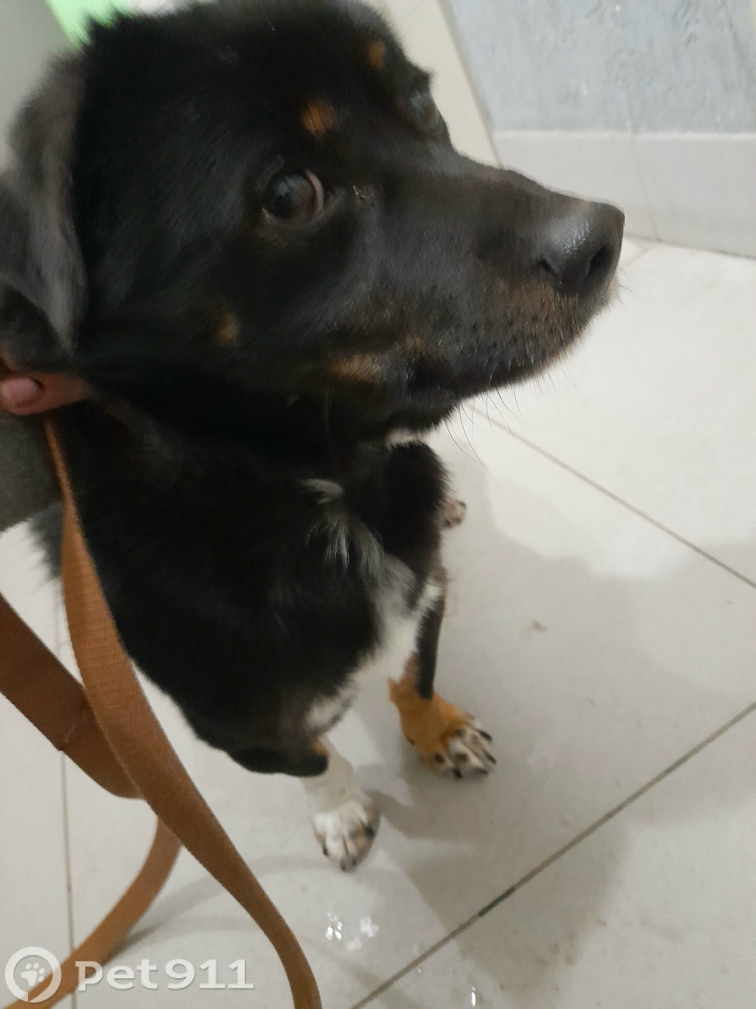 Найдена собака в Томске — фото объявления