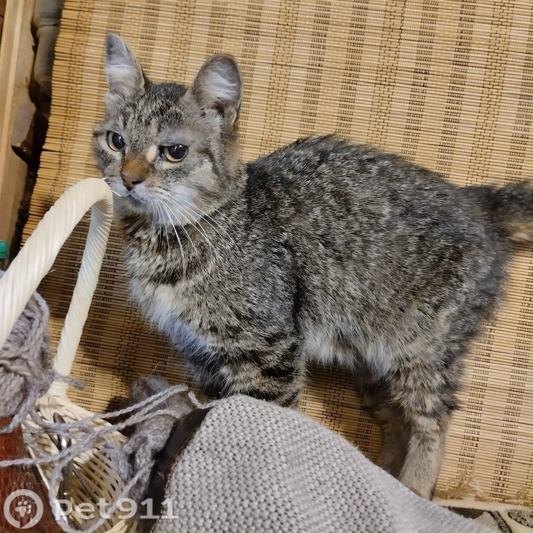 Найдена собака в Томске — фото объявления