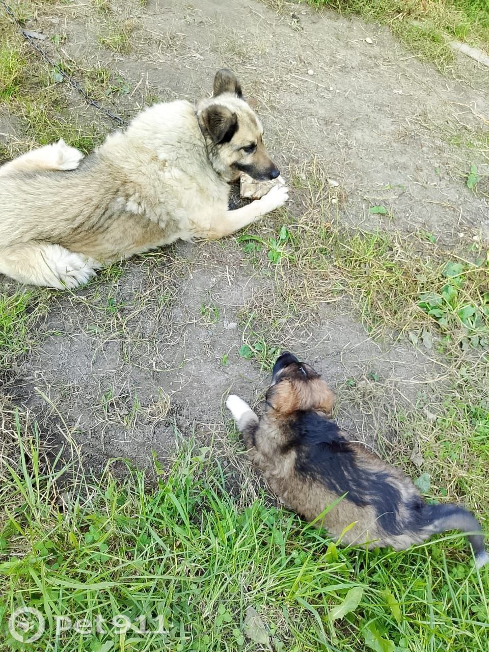 Пропала собака в Томске — фото объявления