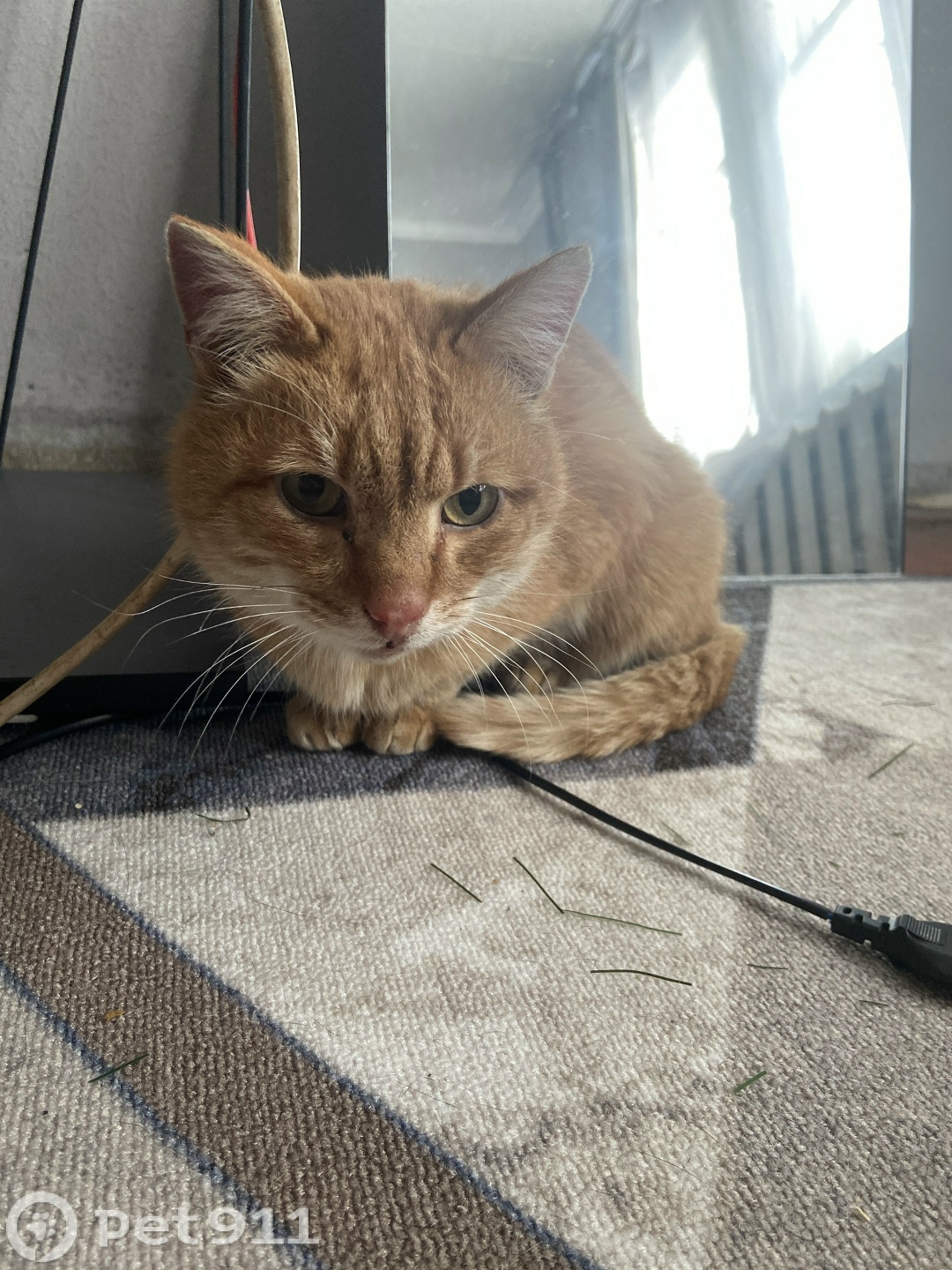 Найдена собака в Томске — фото объявления