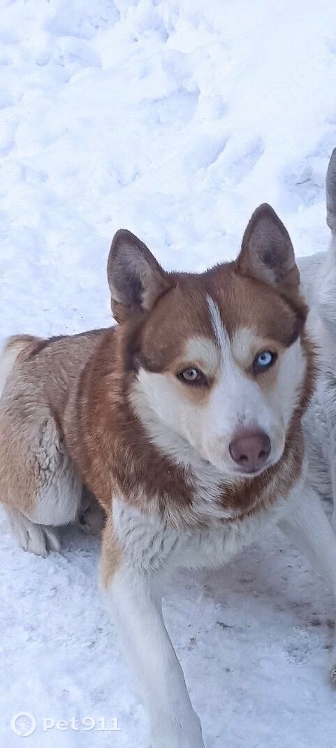 Пропала собака в Томске — фото объявления