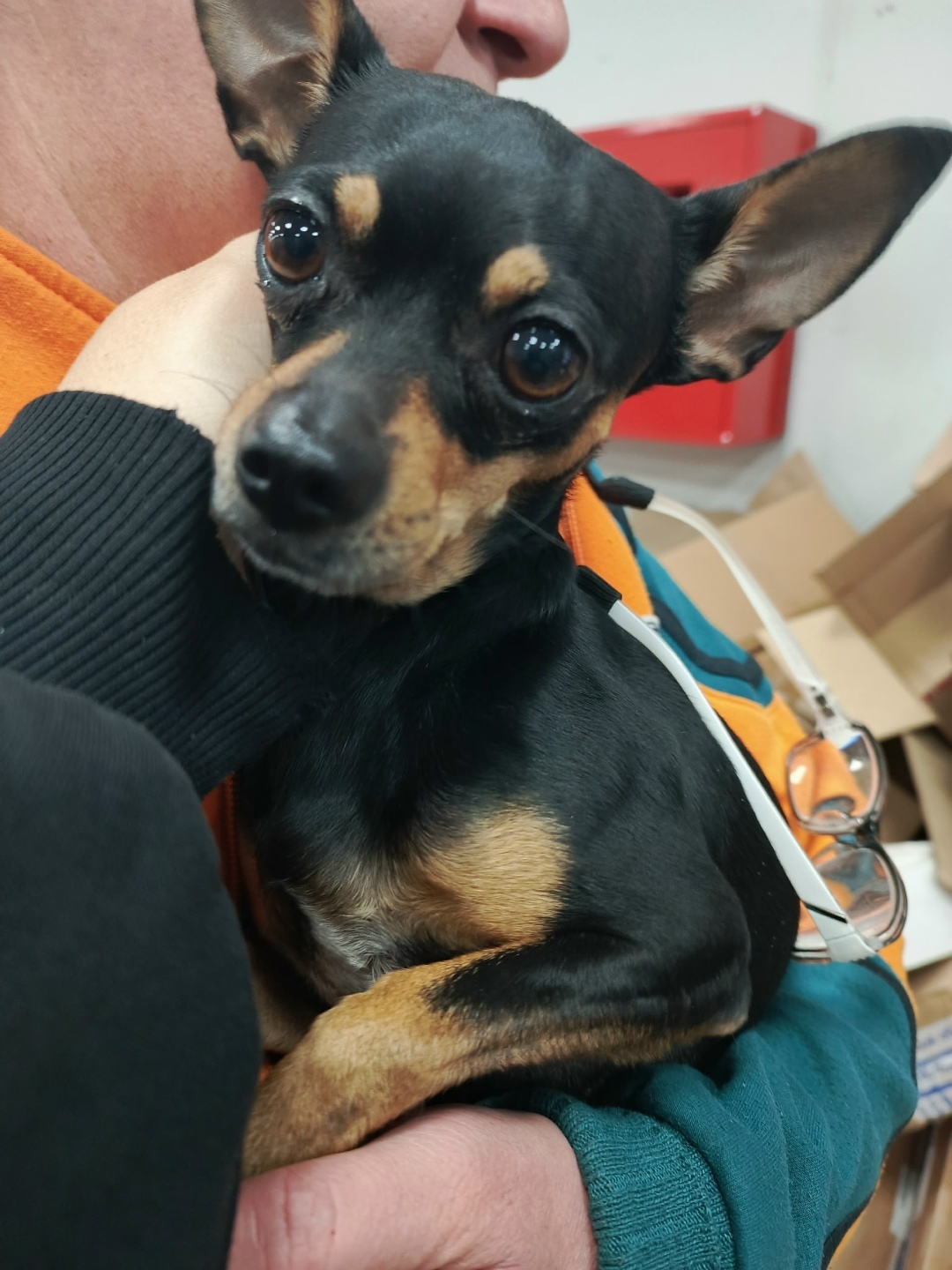 Найдена собака в Томске — фото объявления