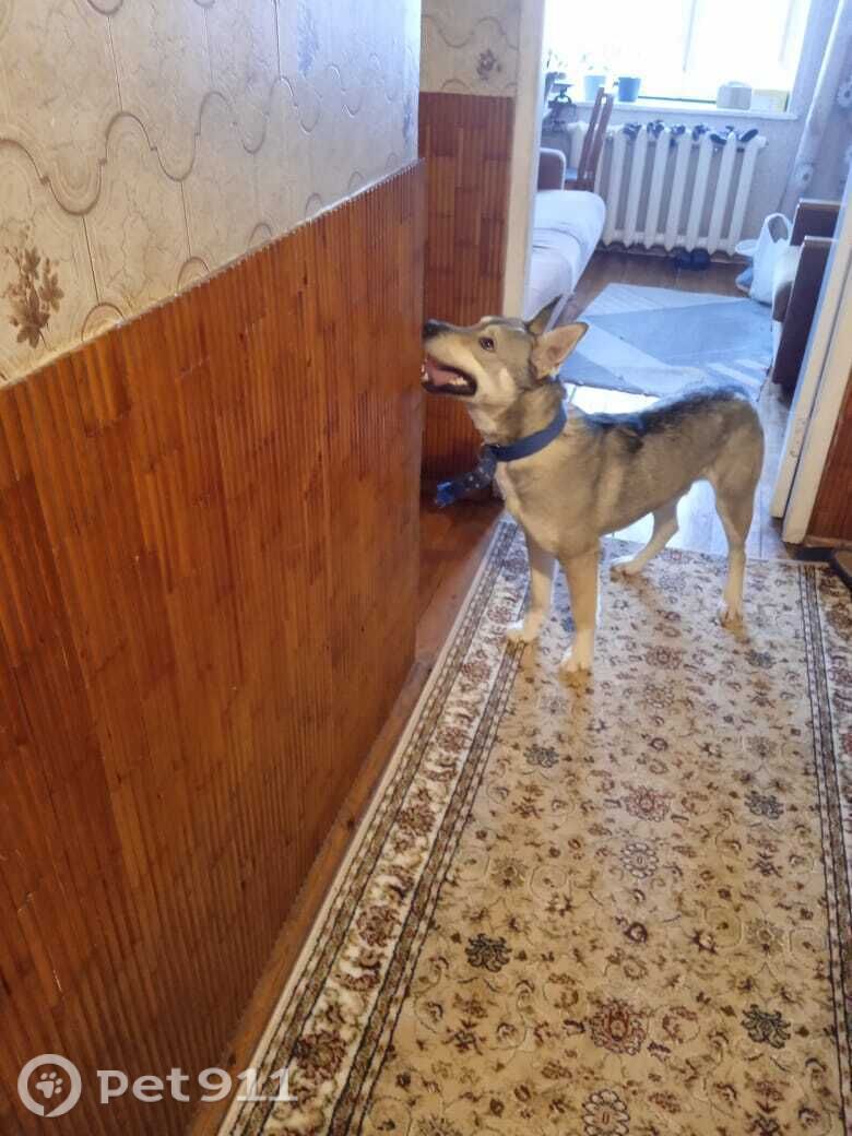 Найдена собака в Томске — фото объявления