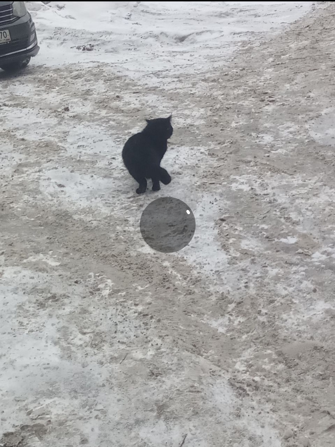 Найдена кошка в Томске — фото объявления