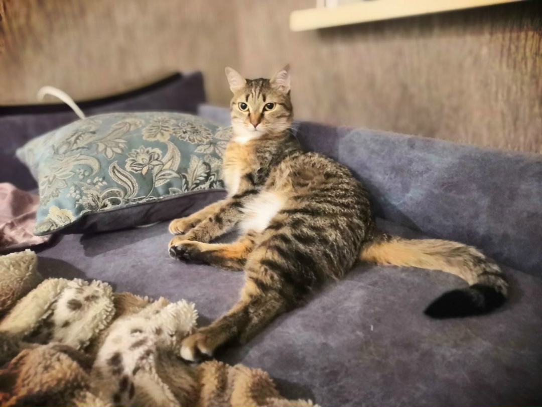 Найдена кошка в Томске — фото объявления