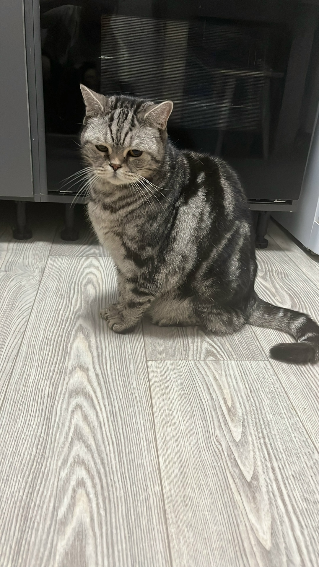 Найдена собака в Томске — фото объявления