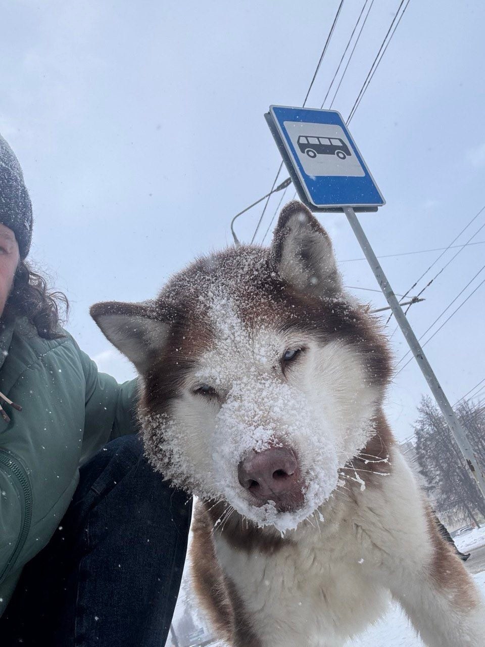 Найдена собака в Томске — фото объявления