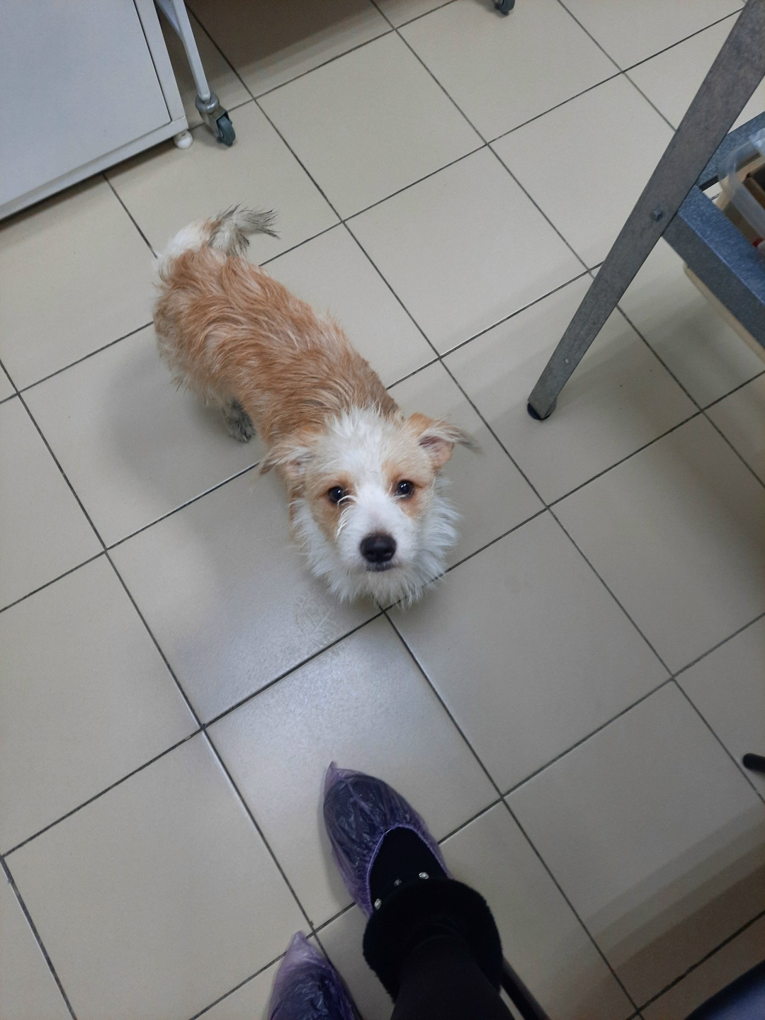 Найдена собака в Томске — фото объявления