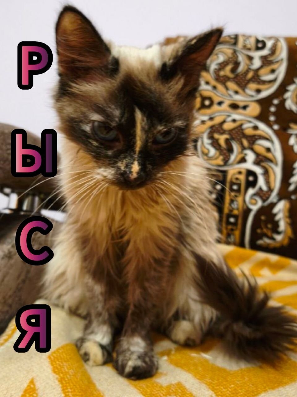 Найдена собака в Томске — фото объявления