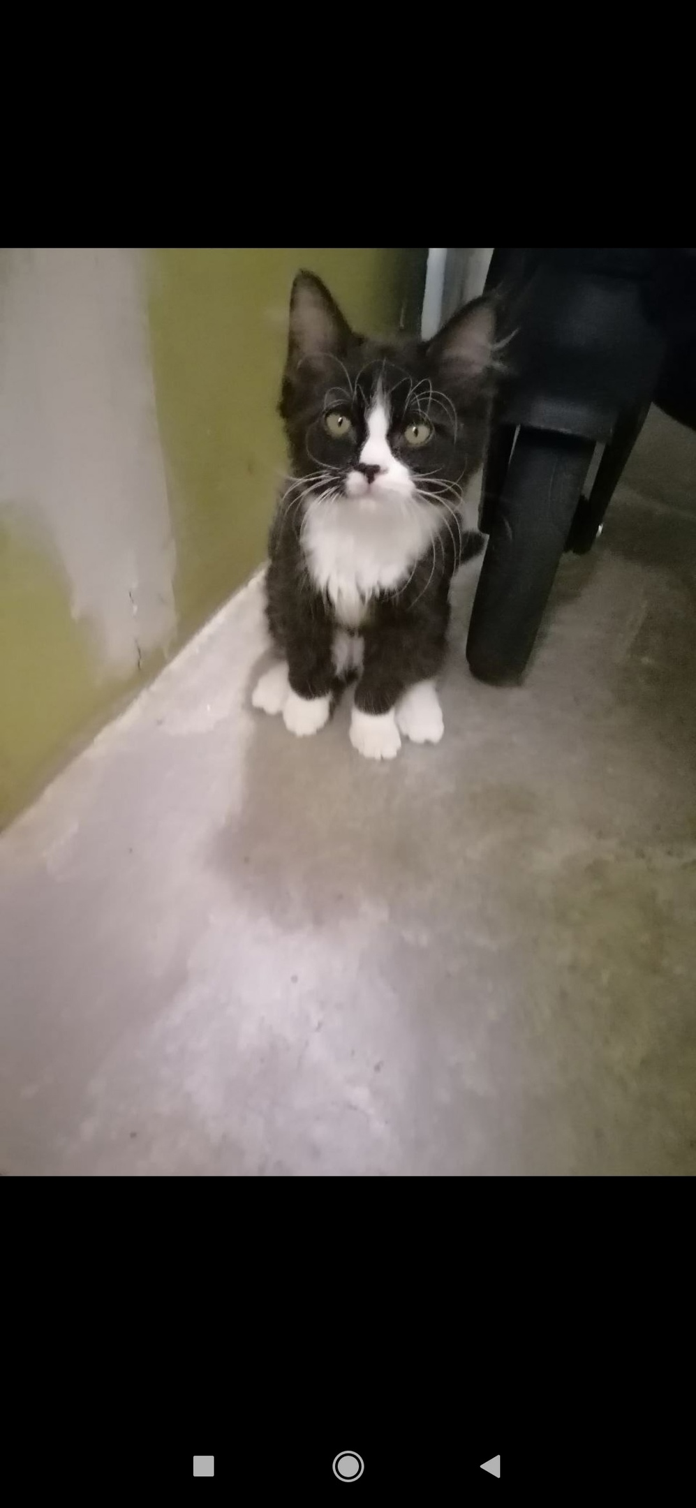 Найдена кошка в Томске — фото объявления