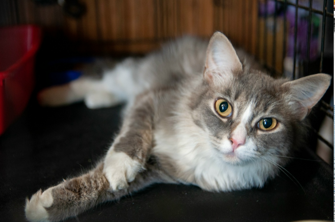 Найдена собака в Томске — фото объявления